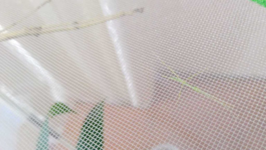 生まれたばかりのナナフシ