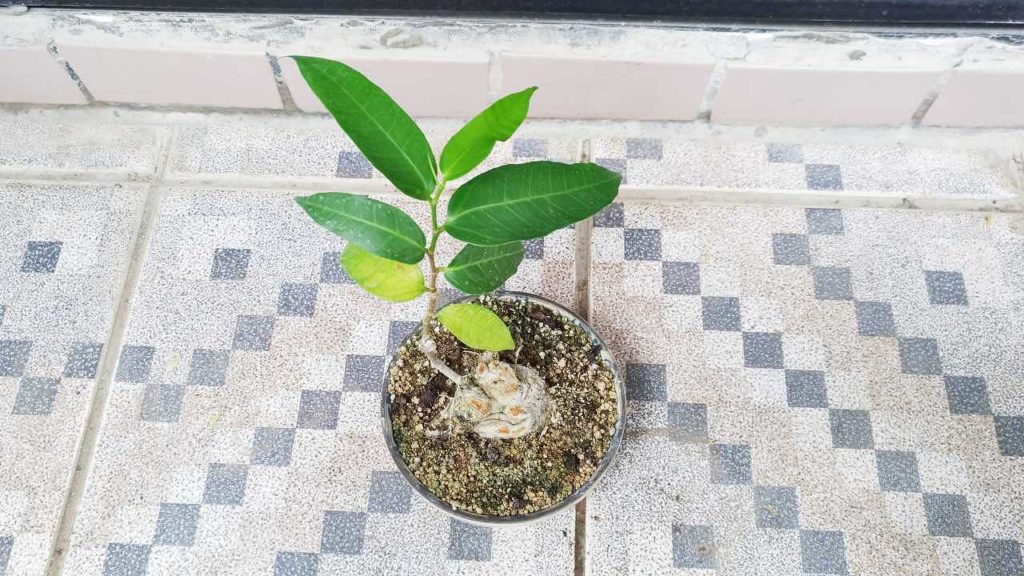 ナナフシが食べなかったアコウ