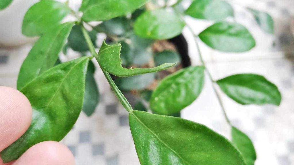 ナナフシが食べたゲッキツ（シルクジャスミン）の葉