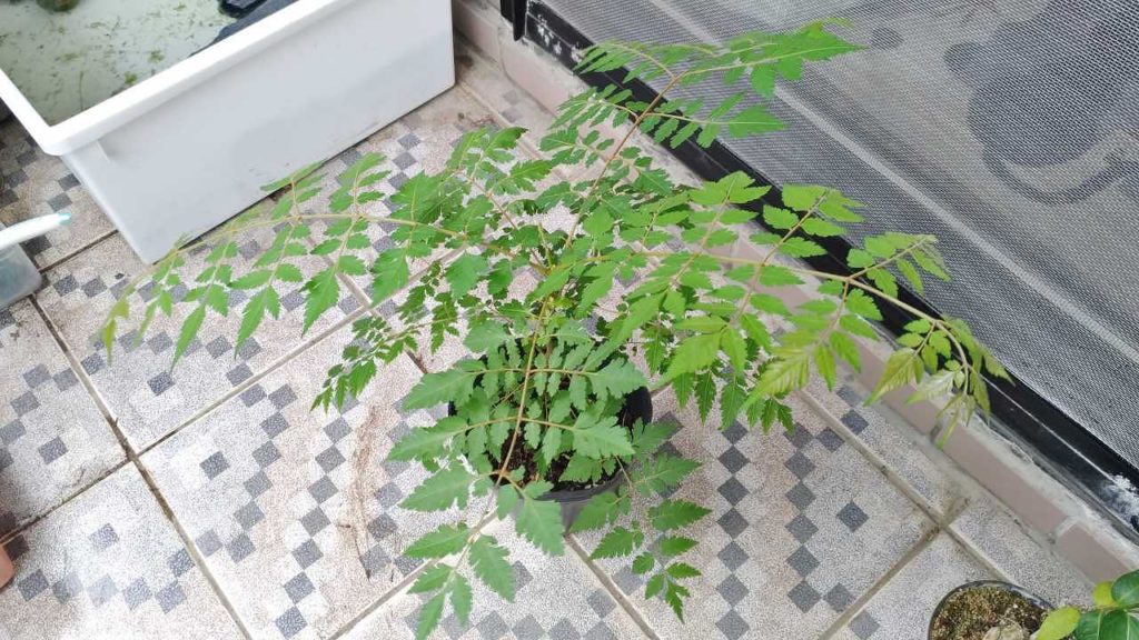 ナナフシが食べなかったタイワンモクゲンジ