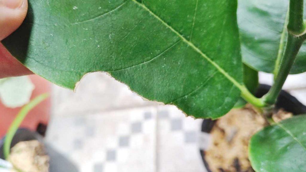 ナナフシが食べたジャックフルーツ