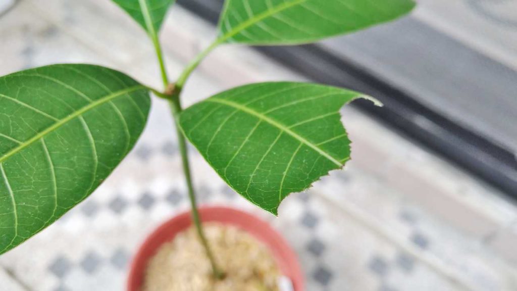 ナナフシが食べたマンゴー