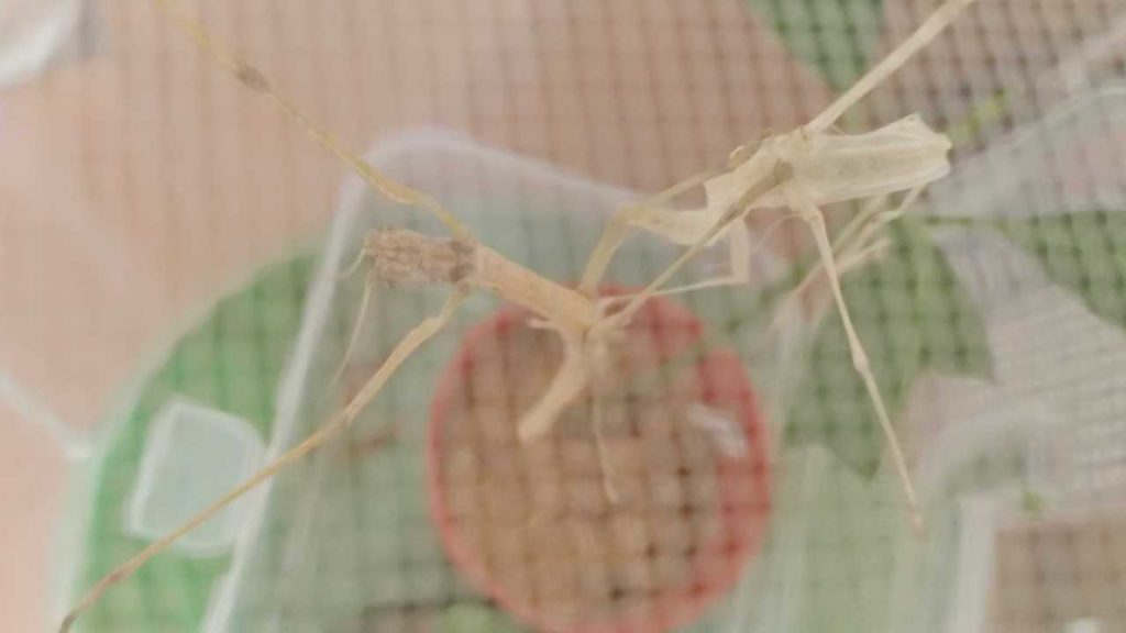 脱皮したナナフシ