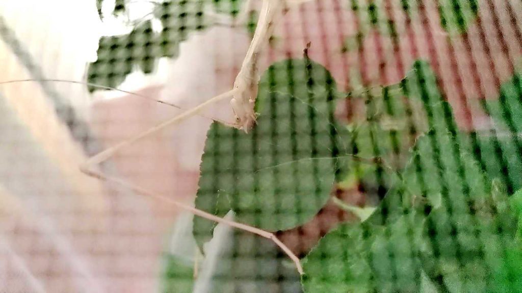 ナナフシが梅の葉を食べている様子