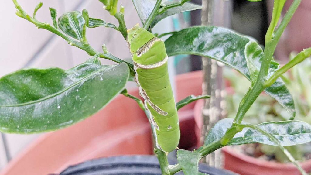 脱皮して緑になったオナシアゲハの幼虫