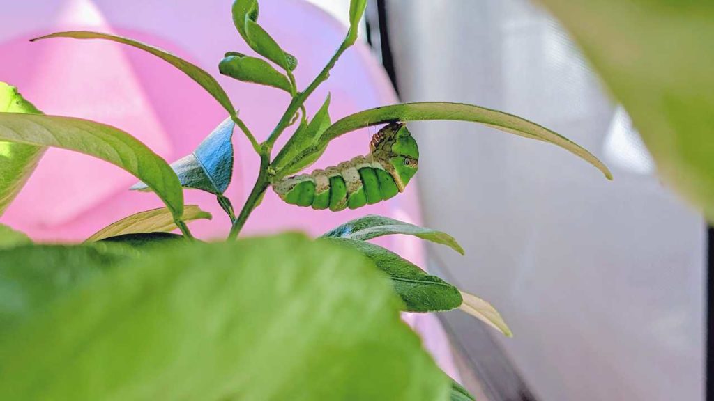 蛹化を開始したオナシアゲハ