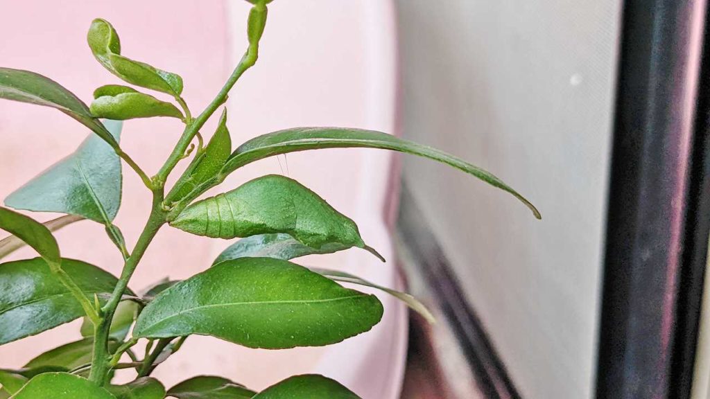 蛹化開始の翌日