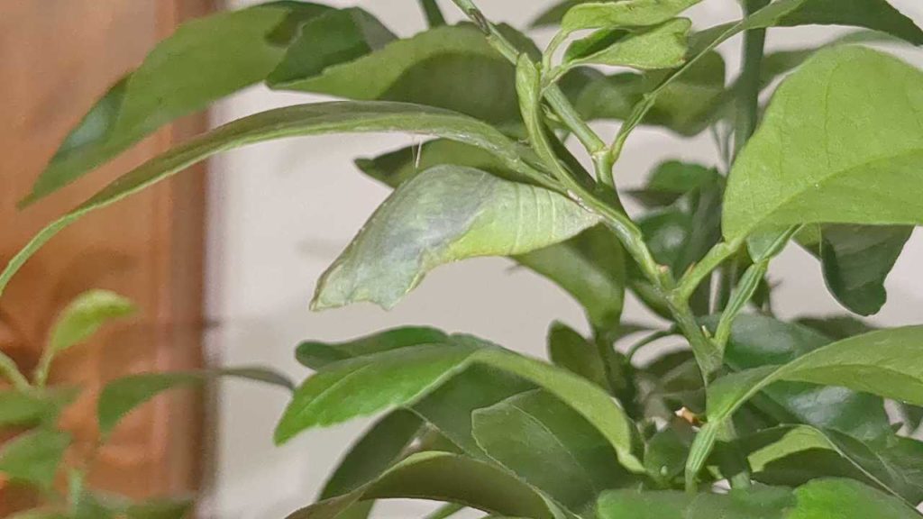 中が黒っぽくなってきたオナシアゲハ