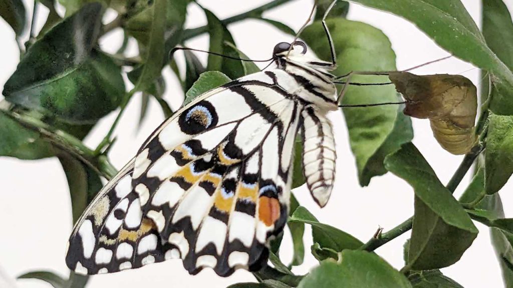 羽化したオナシアゲハ