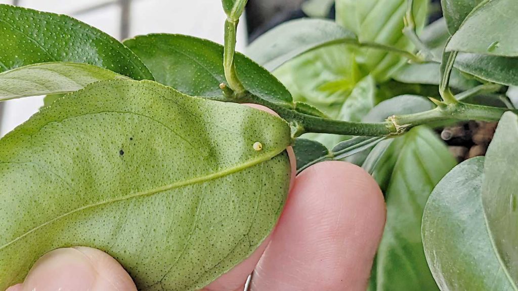 アゲハチョウの卵