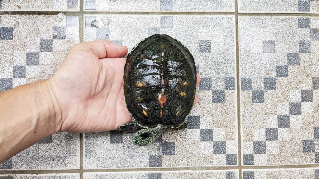 2023年10月ごろのタイワンハナガメ