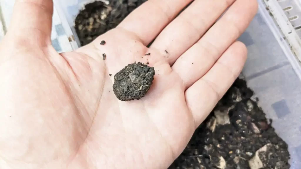 ハナムグリの蛹室「土繭」