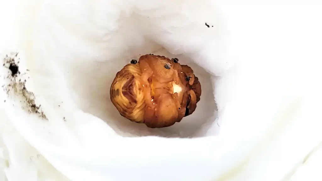 人口蛹室に移動したハナムグリの蛹