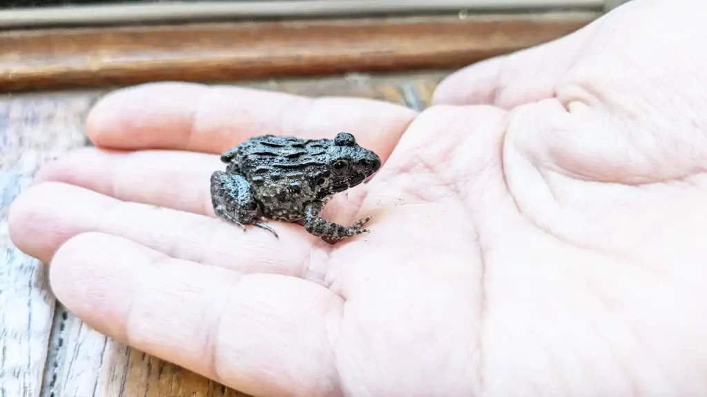 上陸から約45日後のカエル