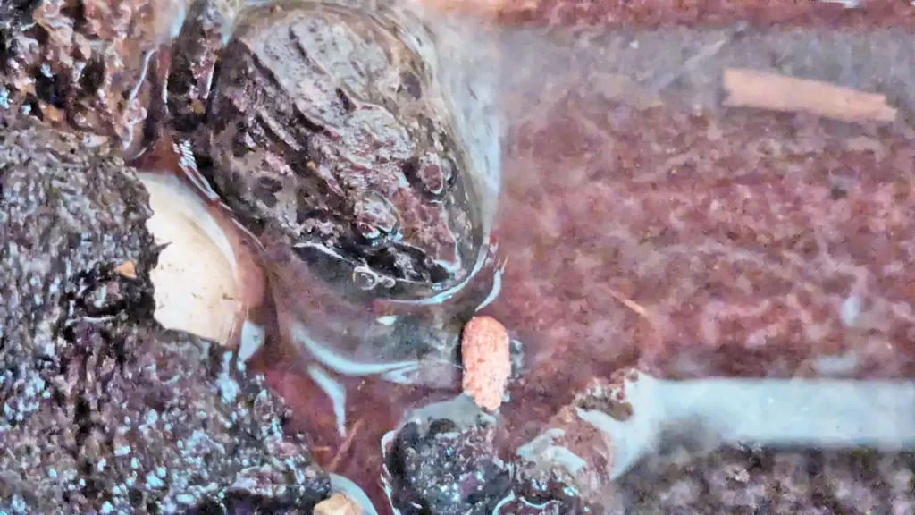 目の前の人工餌を食べないカエル