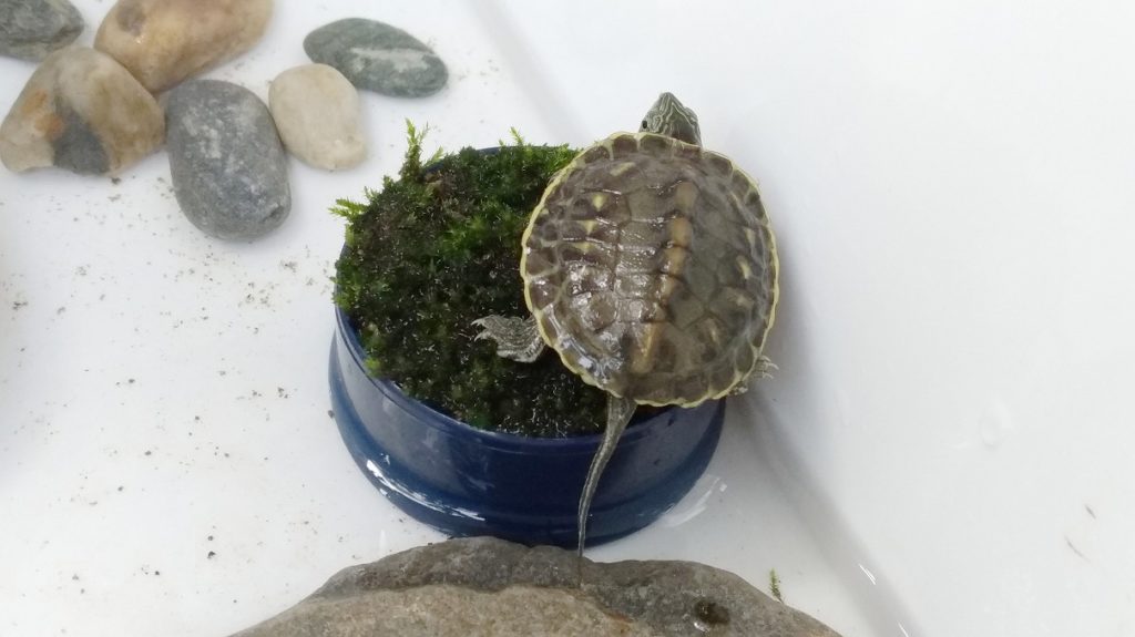 苔の上に乗る亀