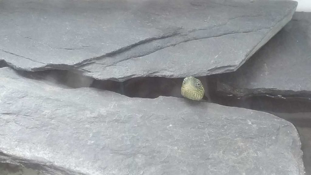 石の間から顔を出す亀