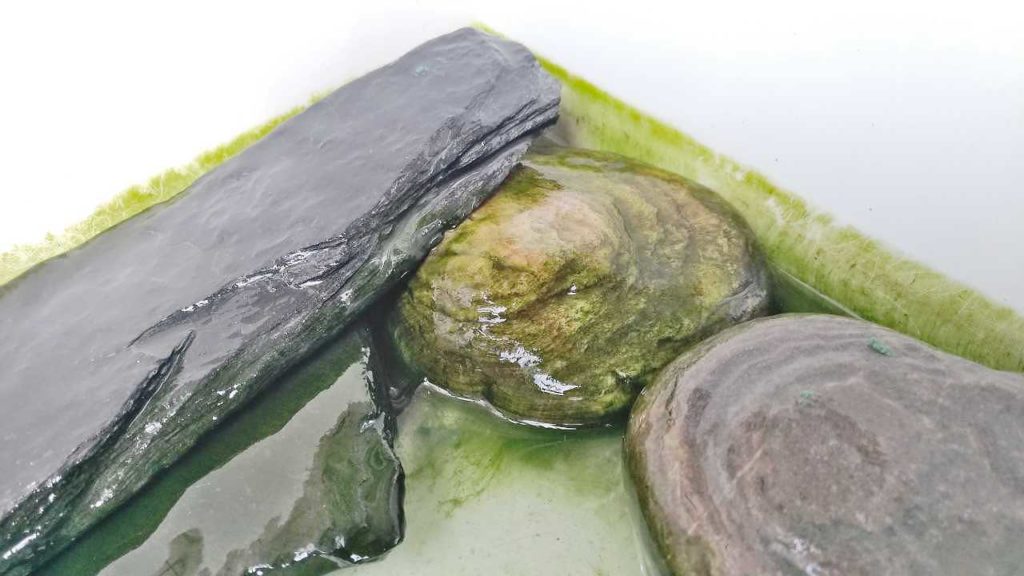 汚れていく亀の水槽