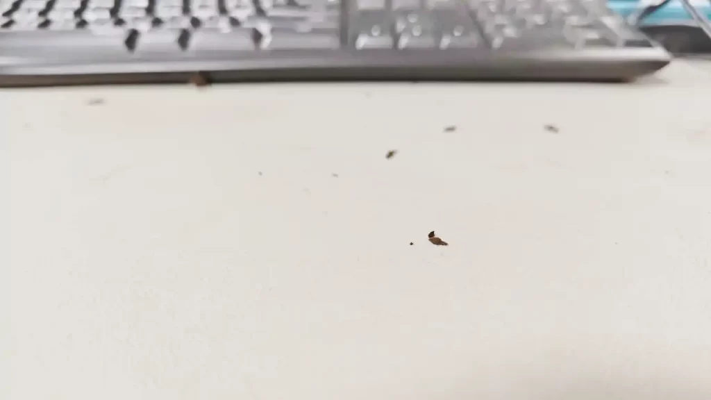 エアコン清掃後、吹き出し口から降ってくる汚れ