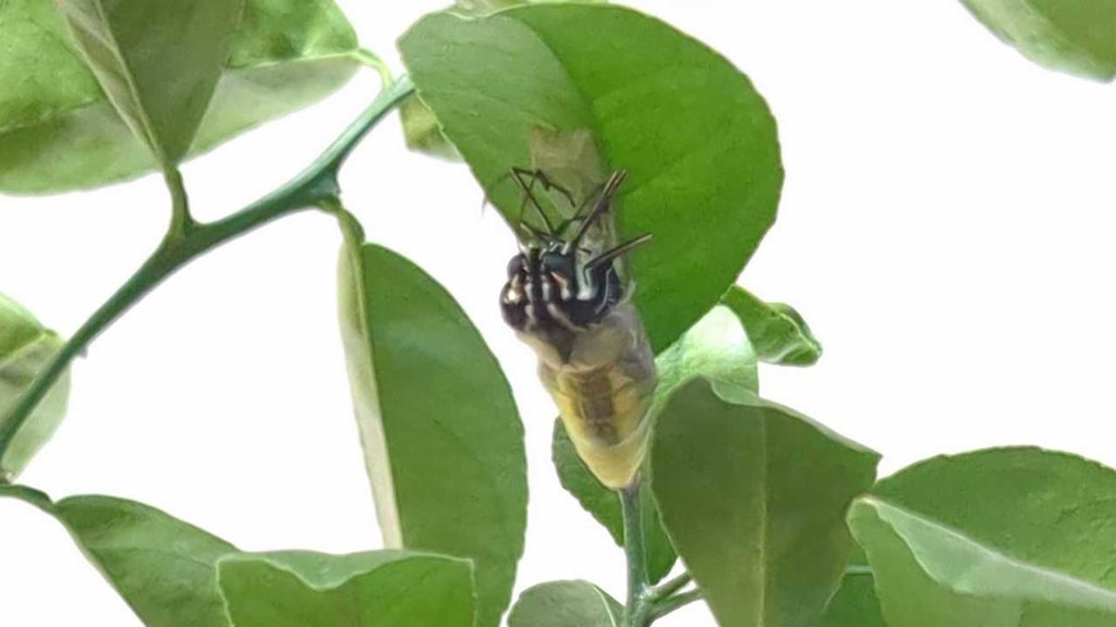 羽化が始まったオナシアゲハ