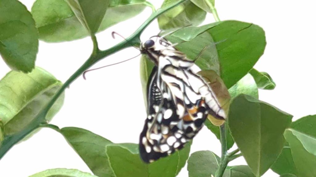 蛹から出てきたばかりのオナシアゲハ