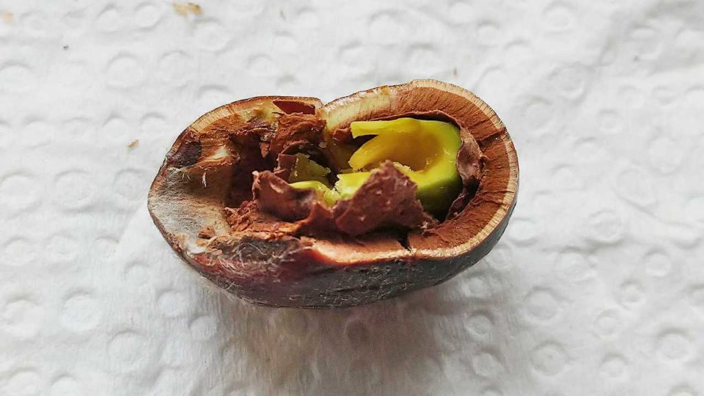 無患子の種の中身