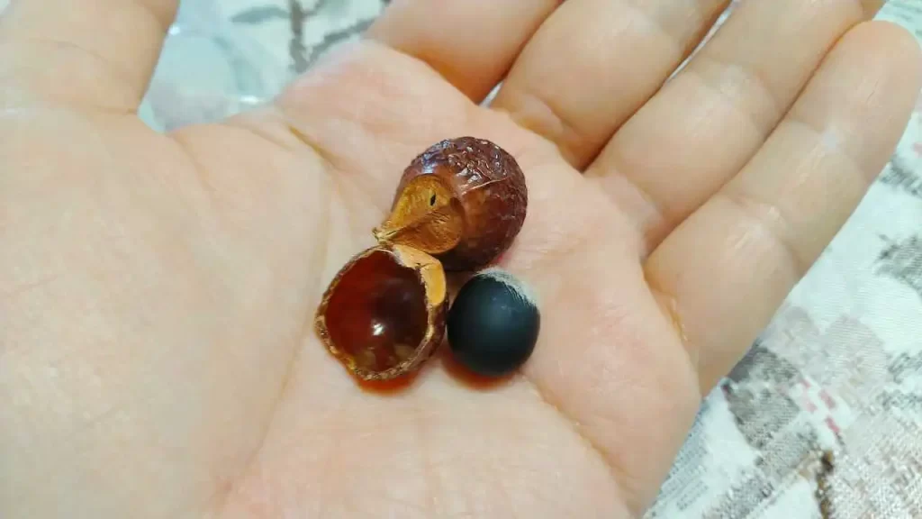 無患子（むくろじ）